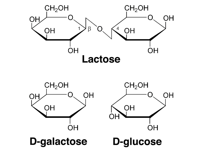 Lactose wordt afgebroken door lactase in d-galactose en d-glucose