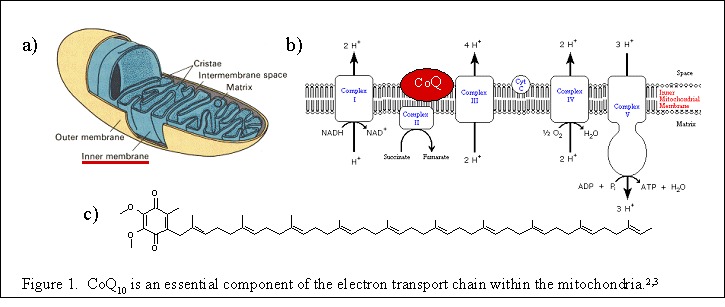 Q10 is een belangrijk onderdeel van elektronen transport systeem